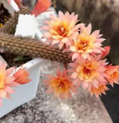 2025年最新】サボテン 金紐の人気アイテム - メルカリ