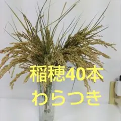 わらつき稲穂40本(20本 2束)
