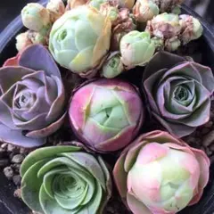 ぴょん　プロフお読み下さい様 リクエスト 2点 まとめ商品