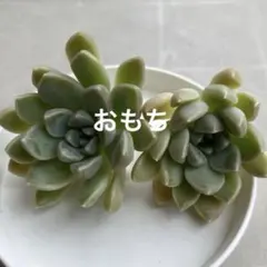 多肉植物 カット苗 おもち2カットのサムネイル