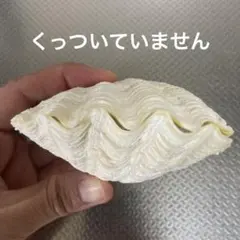 【沖縄県産】夏休みの工作に！貝殻　シャコガイの殻（片面）2個③