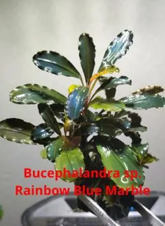 B1PSA9レインボーグラス初代108フラワーズ Rainbow glasses - メルカリ