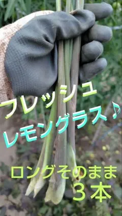 Item thumbnail for item 8e7593d2-a2d8-4fef-9b8d-e6df64f2283b