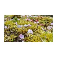 土日祝☃¥330➜¥300✵煌めく雫✵サージカルステンレスワイヤーリング