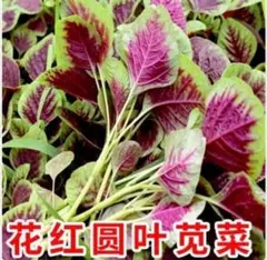 2026年最新】苋菜の人気アイテム - メルカリ