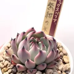 ベ*★様 【極上苗】ミックスベリア 紫紺の矢 多肉植物 おらいさん 自家繁殖苗