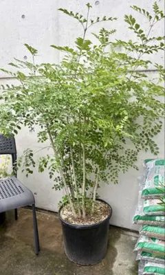 ♥大特価・特別販売特売・大量5本 ♥大絶賛中♥シマトネリコ苗木60～100㎝ ♥大特価・特別販売特売・大量5本 ♥大絶賛中♥シマトネリコ苗木60