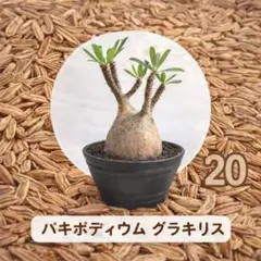 【セール 6/4まで】象牙宮 パキポディウム グラキリス　20粒のサムネイル