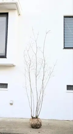 2026年最新】ドウダンツツジ 山採りの人気アイテム - メルカリ