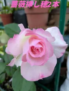 2本カット【挿し穂】薔薇 別名 エデン ローズ88 カップ咲 大輪 カット