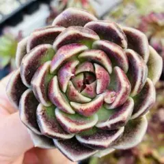 プーさん様 リクエスト 3点 まとめ商品