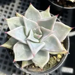 あんこ伍号様 リクエスト 3点 まとめ商品