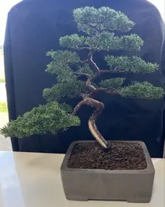 樹齢100年 盆栽 五葉松 古木 - メルカリ