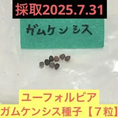 2025年最新】ユーフォルビアガムケンシスの人気アイテム - メルカリ