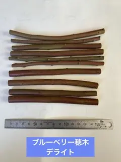 2026年最新】ブルーベリー 穂木の人気アイテム - メルカリ