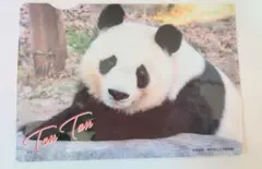 タンタン　クリアファイル　松坂屋　上野　パンダ　王子動物園　神戸　お嬢様