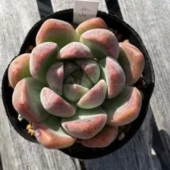 エケベリア 氷山　韓国苗　抜き苗　多肉植物のサムネイル