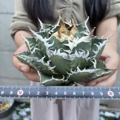 アガベ モンターナ イラン産 特選株 野性ロゼット 極上美株 - メルカリ