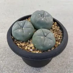 ♡achime♡一掃セール即購入可☆*˚様 リクエスト 2点 まとめ商品