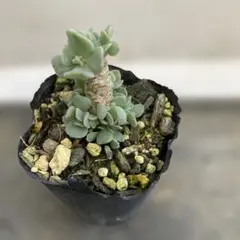 A 多肉植物 クラッスラ デルトイデア タンクアカルー 抜き苗 - メルカリ