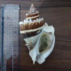 ハシビロ様 リクエスト 3点 まとめ商品