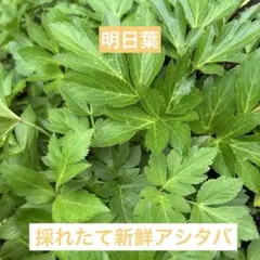 採れたて新鮮明日葉　アシタバ　約100gのサムネイル