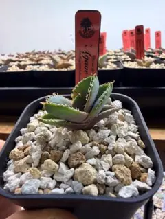【enishi-plants】アガベ　オテロイ実生オアハカ実生3 アガベチタノタのサムネイル