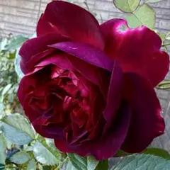 2025年最新】苗の人気アイテム - メルカリ