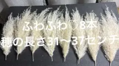 パンパスグラス ドライフラワー 8本セット