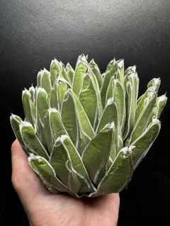 達磨 笹の雪 超大株 サマーセル品