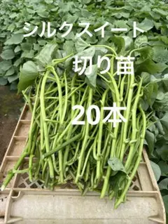 シルクスイート 15本 新鮮さつまいも苗 無農薬 - メルカリ
