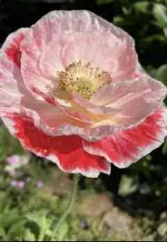 パピヨン様 リクエスト 2点 まとめ商品