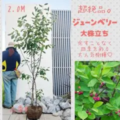 超絶品。ジューンベリー大株立ち2.0M(鉢底から)品番Bのサムネイル