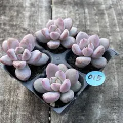 mi様 リクエスト 2点 まとめ商品