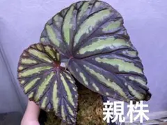 2026年最新】begonia delokの人気アイテム - メルカリ