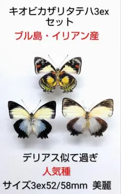 2026年最新】昆虫標本 蝶の人気アイテム - メルカリ