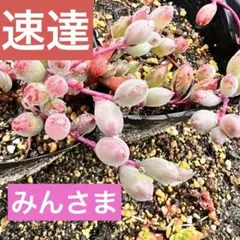 【速達】みん＊様 リクエスト 5点 まとめ商品