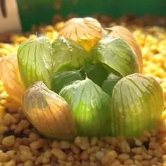 ドドソンオブツーサ錦 超美株 ハオルチア 観葉植物 25 - メルカリ