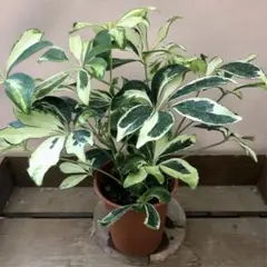 にゅるる・NEWCRYSTAL様 リクエスト 2点 まとめ商品