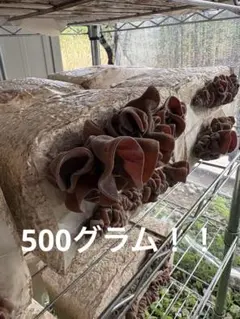 キクラゲ 国産きくらげ　鹿児島産　500グラムのサムネイル