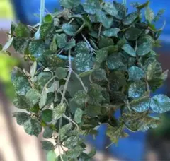 ホヤ　カーティシー　カット苗　観葉植物　多肉植物