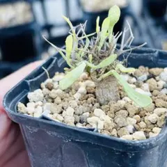 2026年最新】オトンナ ユーフォルビオイデスの人気アイテム - メルカリ