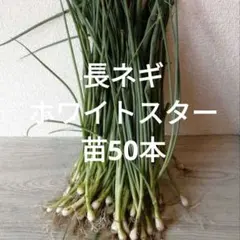 長ネギ ホワイトスター 苗50本のサムネイル