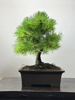 盆栽 松 五葉松 根張り 特別オークション！ - メルカリ