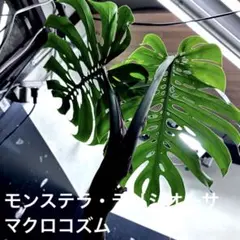 2026年最新】モンステラマクロコズムの人気アイテム - メルカリ