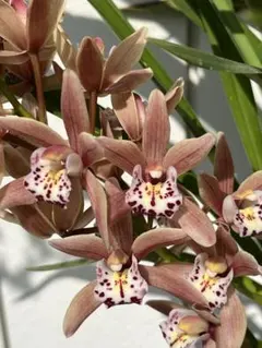 tomoka様 リクエスト 2点 まとめ商品