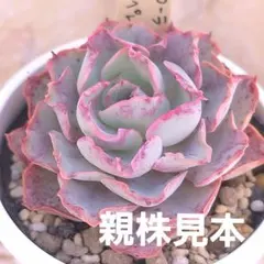 2026年最新】シャビアナの人気アイテム - メルカリ