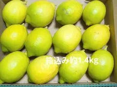 レモン　栽培期間中農薬不使用　奈良県産　国産　農家直送　17日夕方収穫