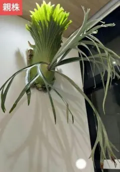 【ビカクシダ ハヌマーン 子株D】リドレイ ウィリンキー ベイチー ビカクシダ ハヌマーン 子株F】リドレイ ウィリンキー ベイチー