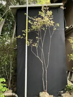 超絶品。山採りナツハゼ2.9M(鉢底から)品番① - メルカリ